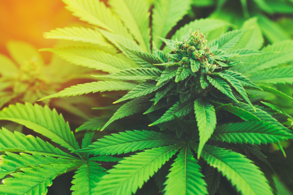 The Budding Industry Cannabis