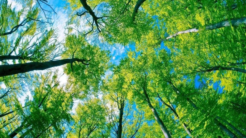 Green trees