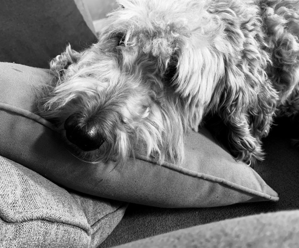 tricia balser's dog