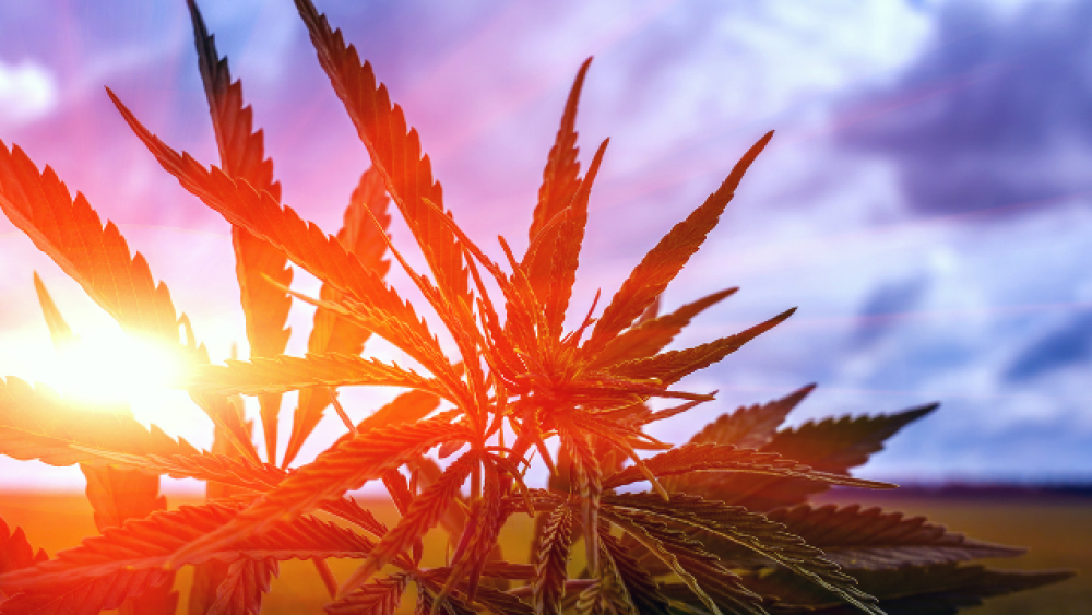 Cannabis