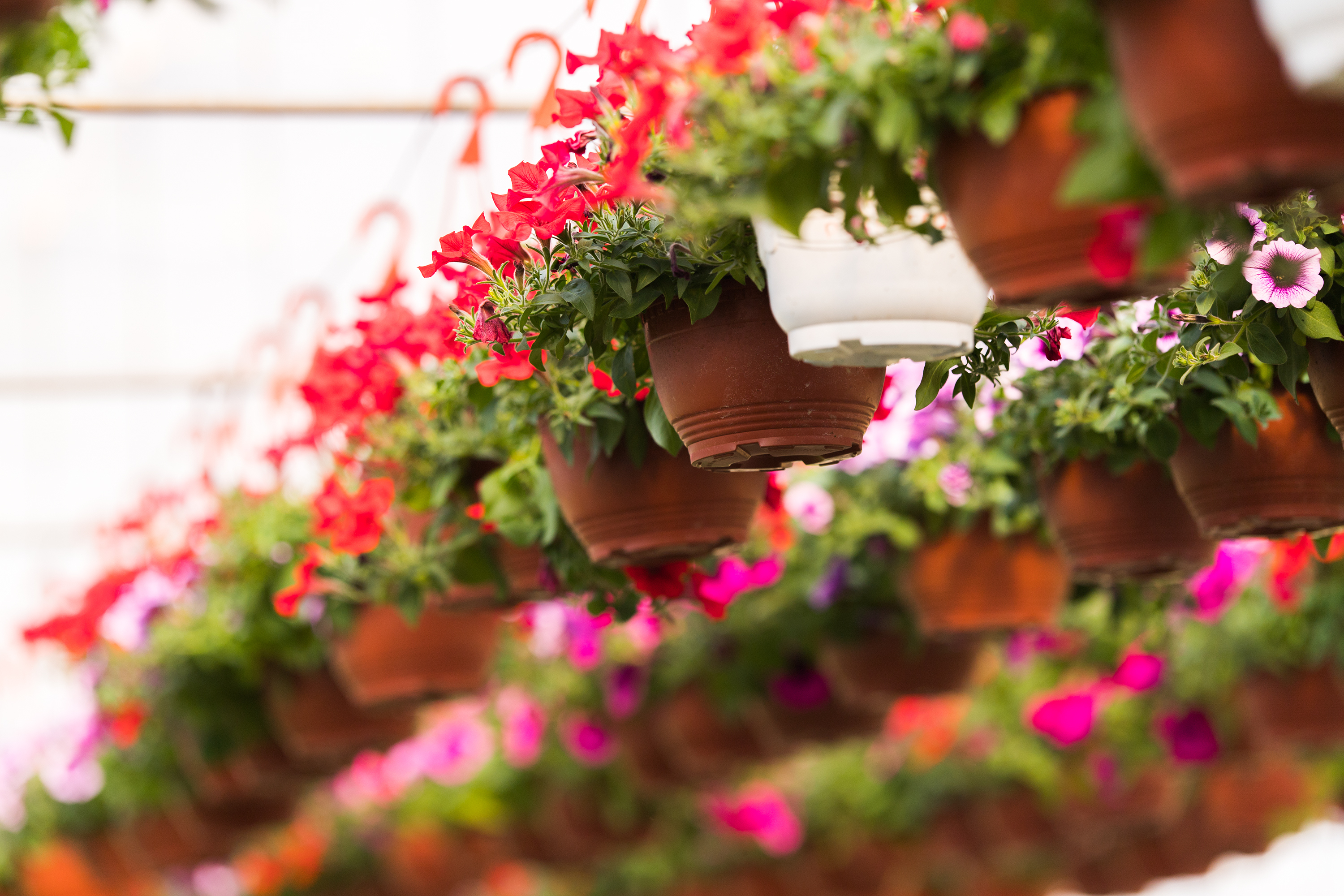 Networking Event Featuring A J Petitti Of Petitti Garden Centers